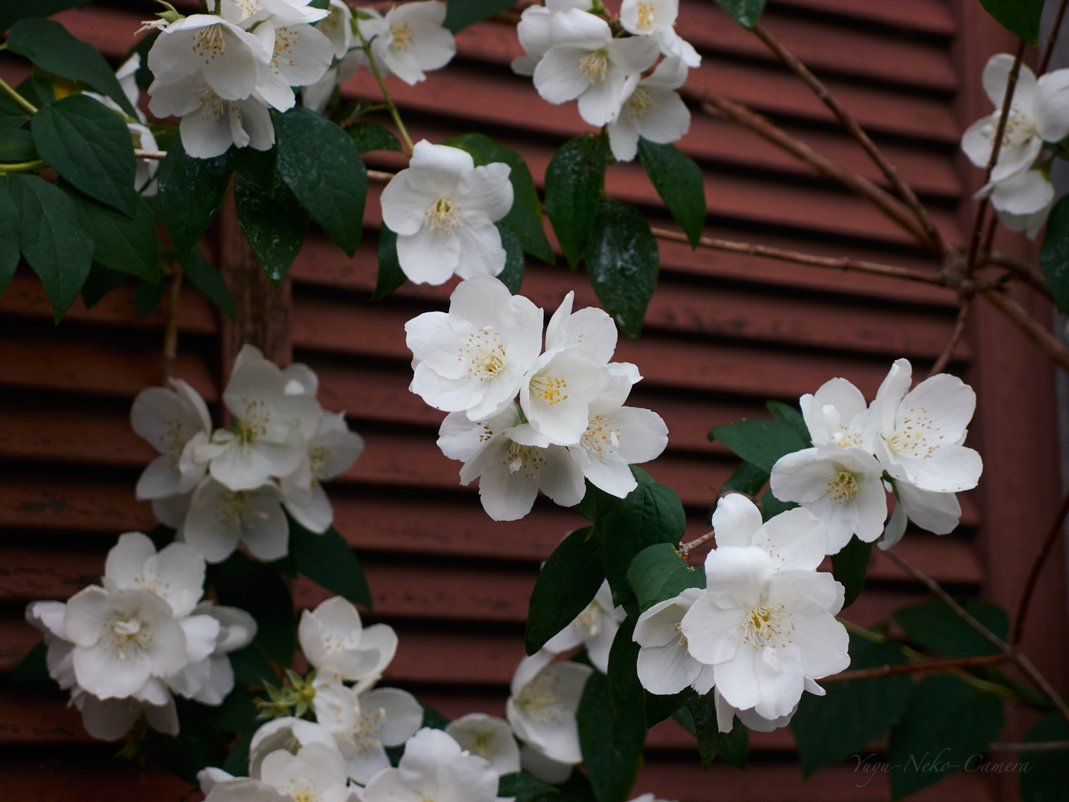 XZ-1作例 花の写真