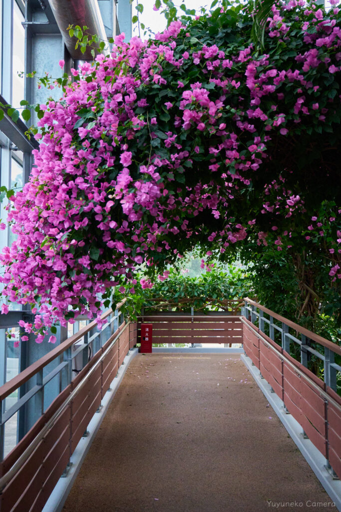 Nikon Zfc|作例