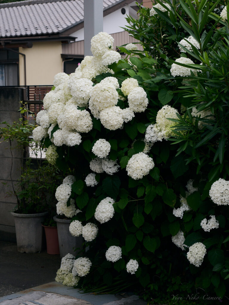 Nikon Zfc|作例