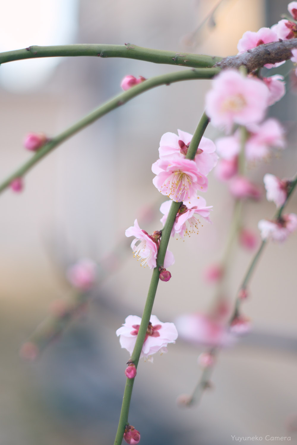 Nikon Zfc|作例