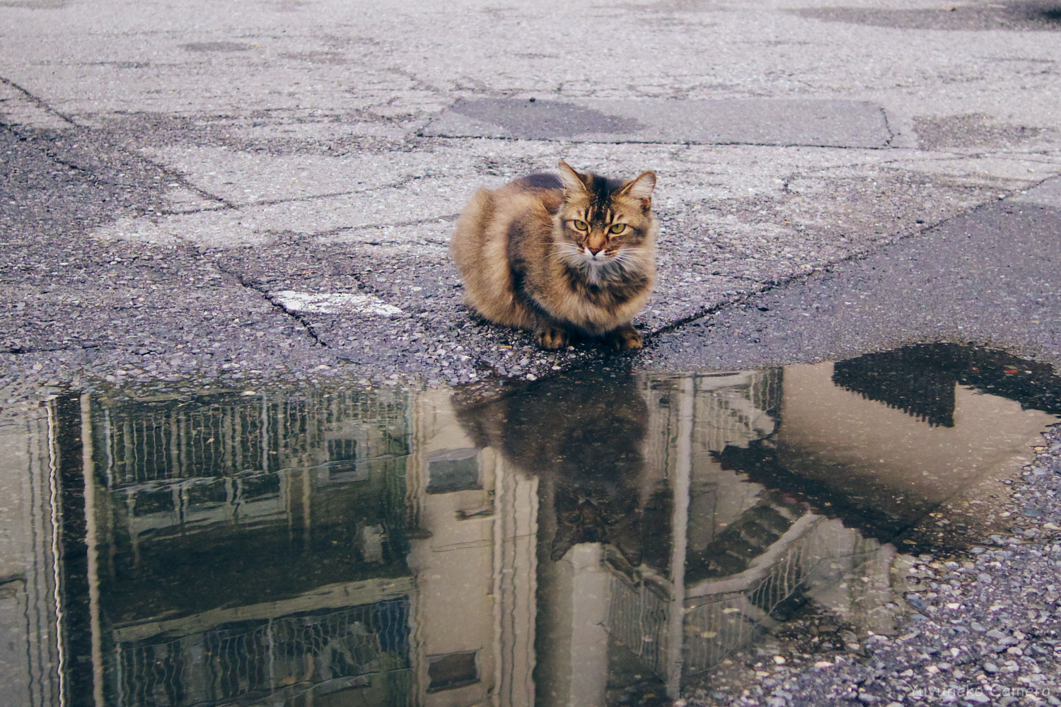 PENTAX Q 作例