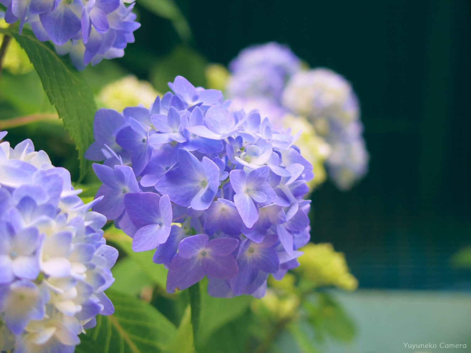 PENTAX Q 作例