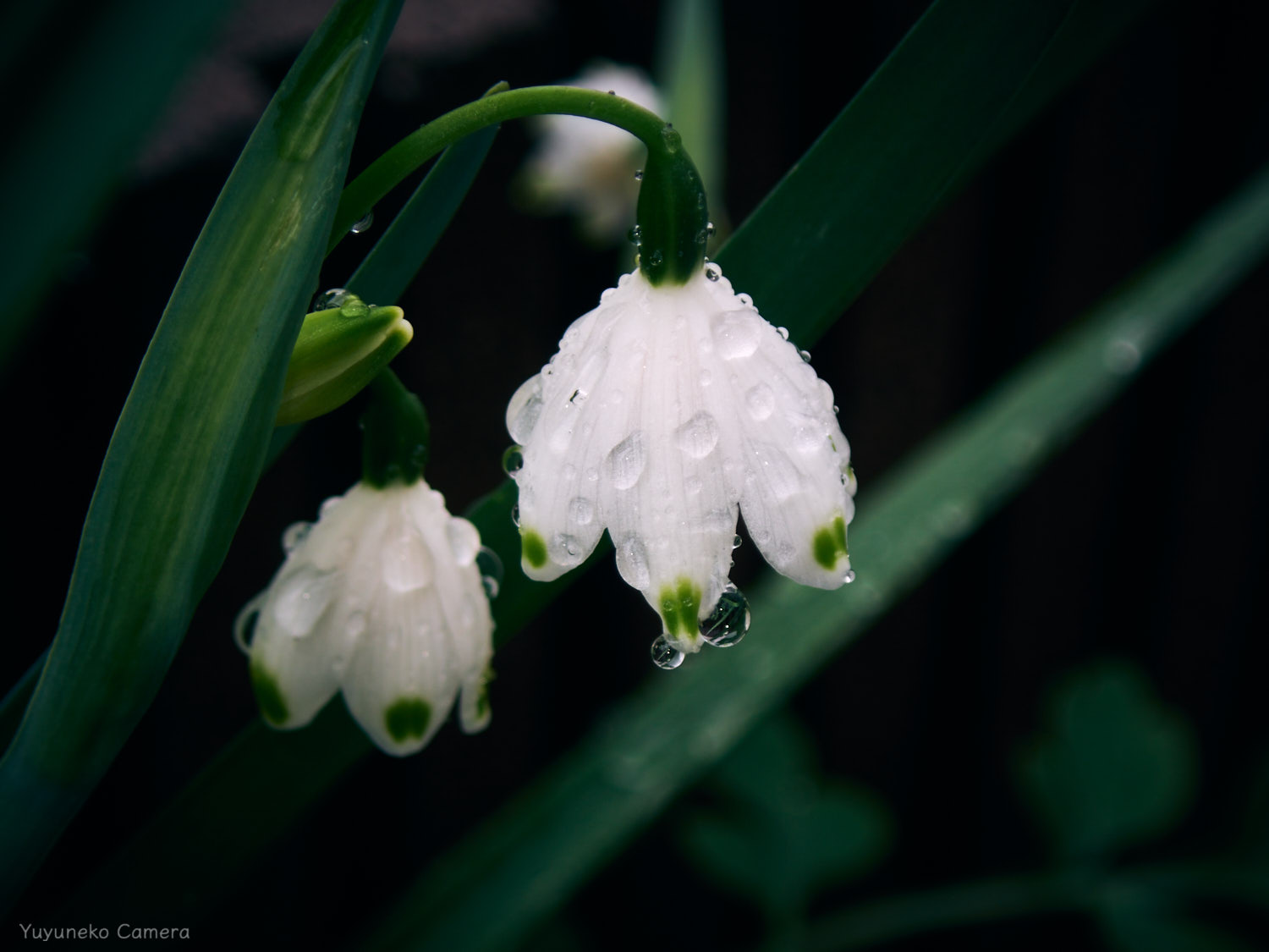 OLYMPUS TG-6 作例