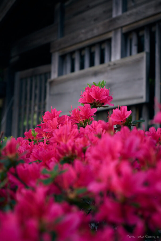 Nikon Zfc 作例