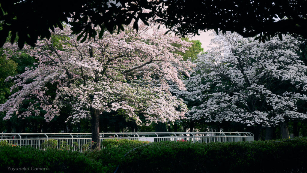 Nikon Zfc 作例