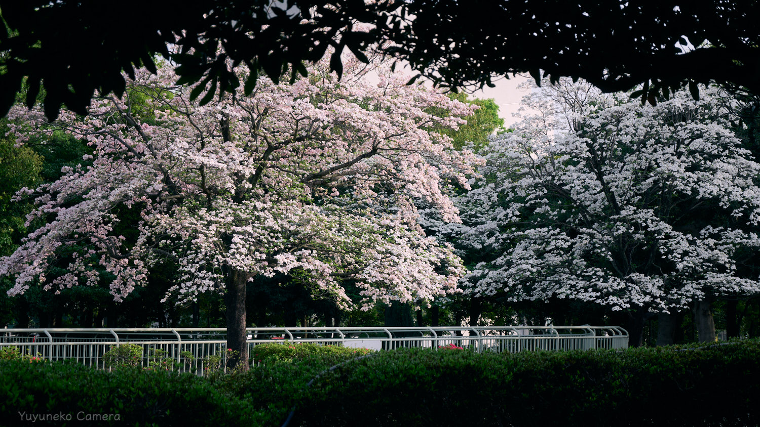 Nikon Zfc 作例