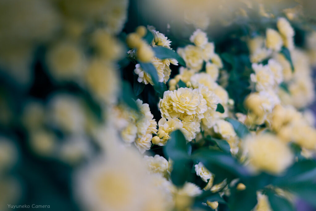 Nikon Zfc 作例