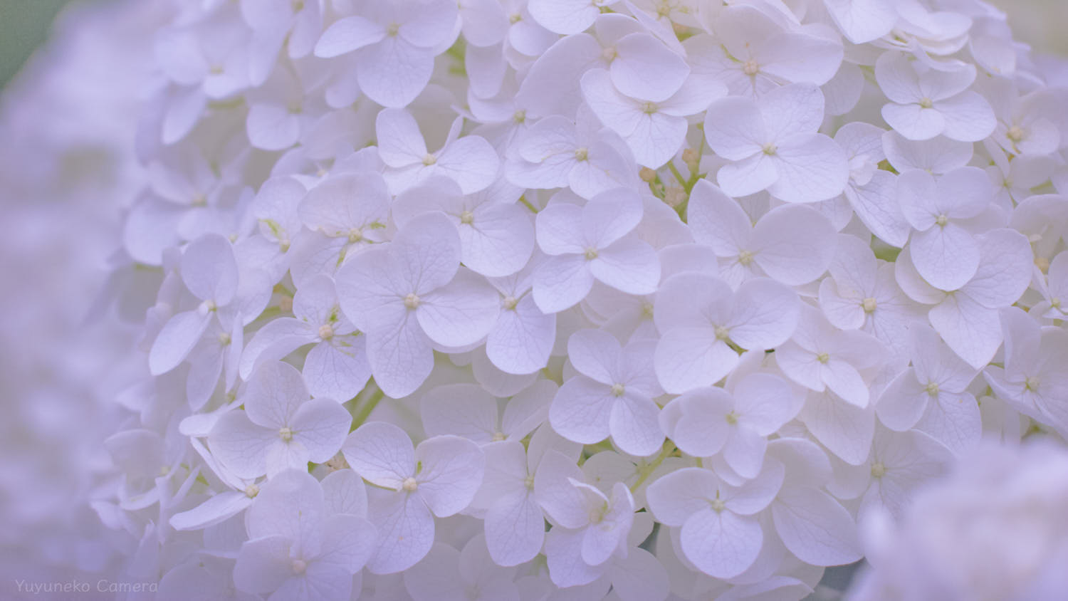 OLYMPUS PEN E-P1 作例|
