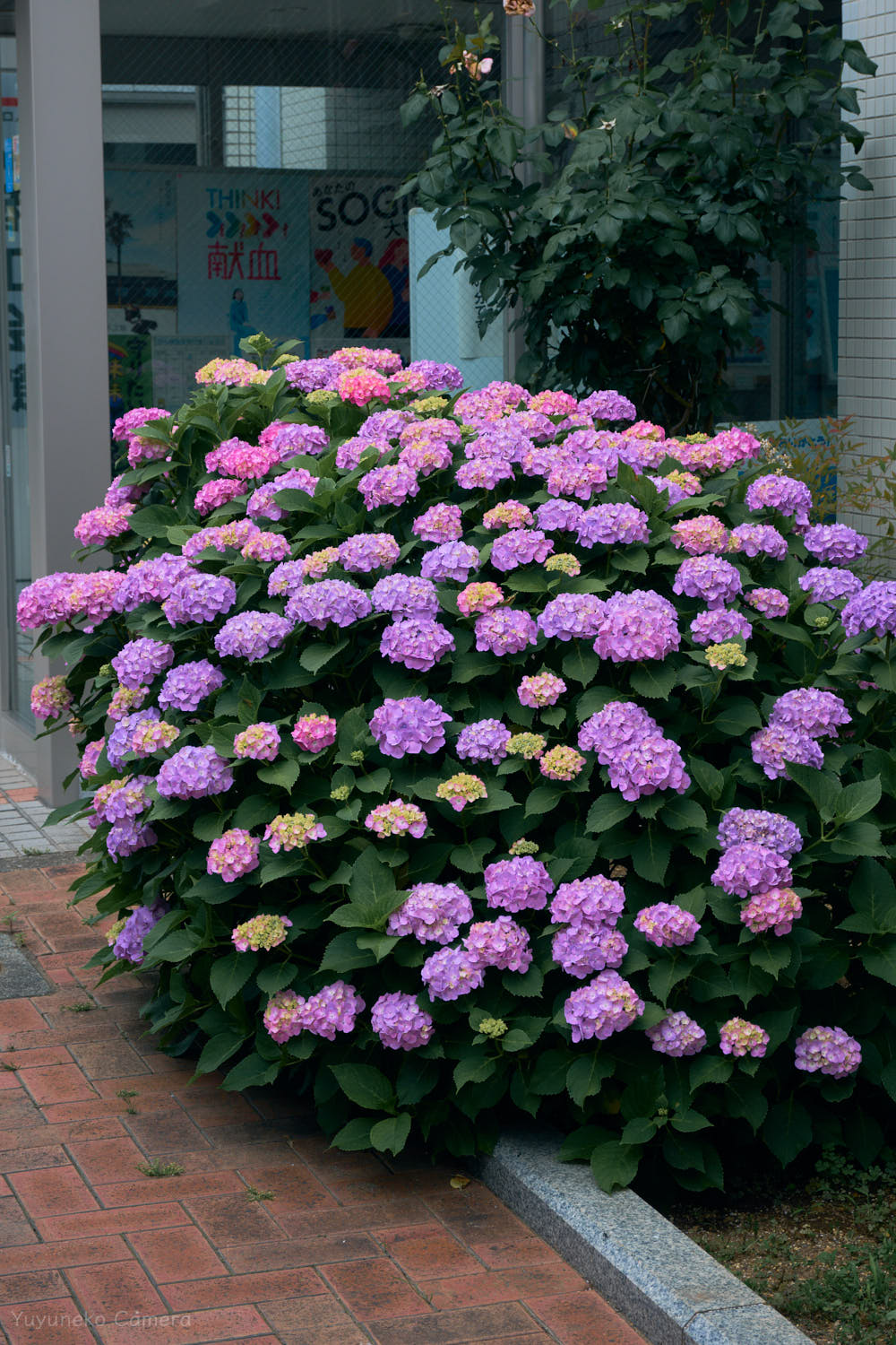 Nikon Zfc 作例