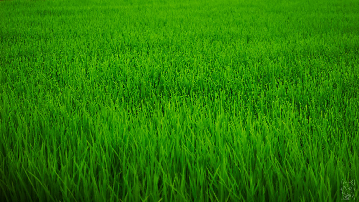 Nikon D60 作例