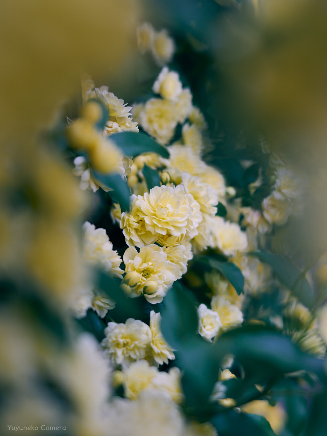 Nikon Zfc 作例