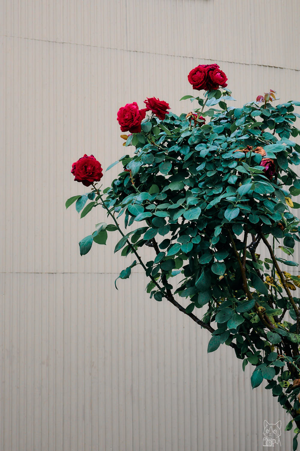 Nikon Zfc 作例