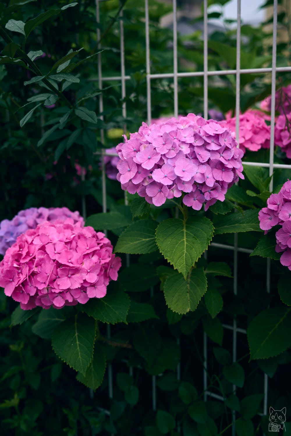 Nikon Zfc 作例