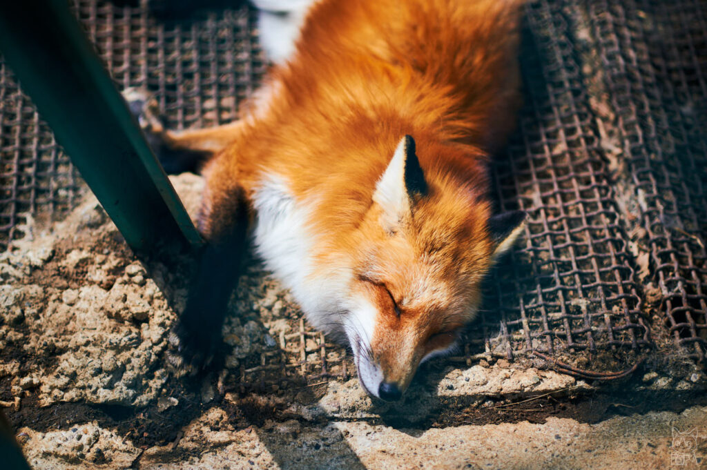 ニコンDf レビュー・作例｜デザインと写りが魅力的な一眼レフの銘機