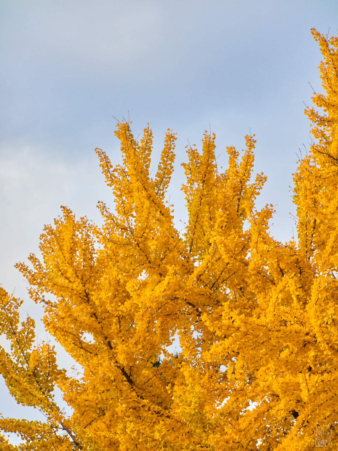 CASIO EXILIM EX-ZR700 作例