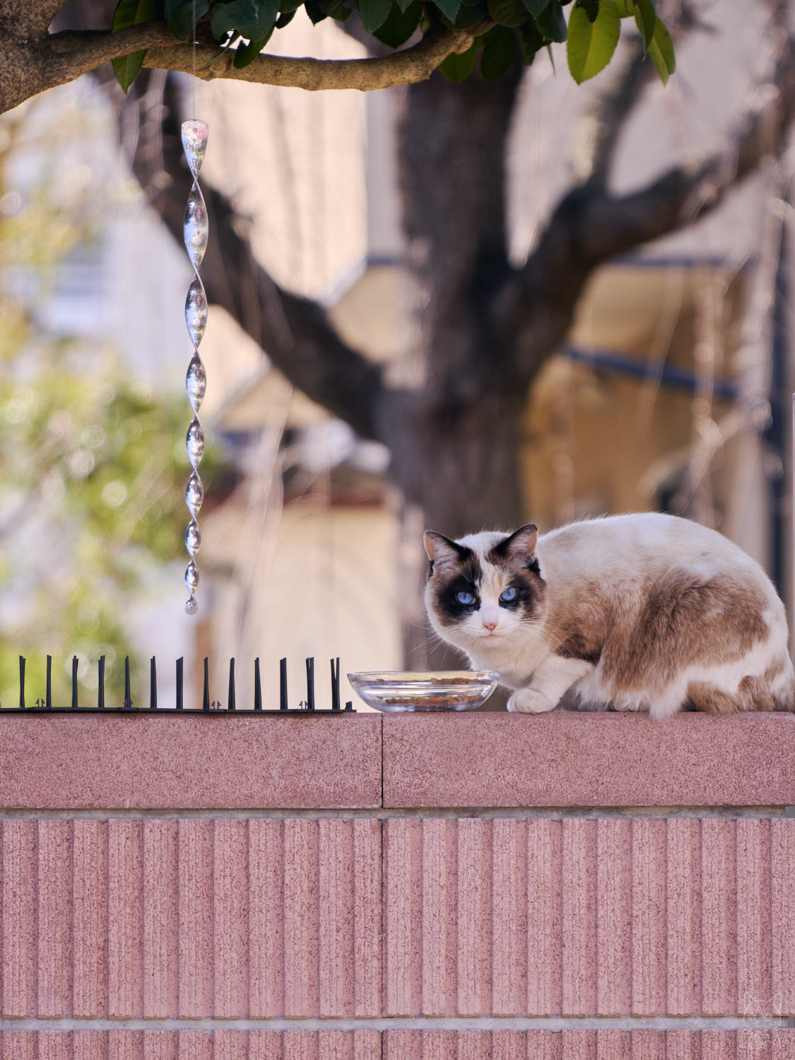 25-200mm F/2.8-5.6 Di III VXD G2 作例