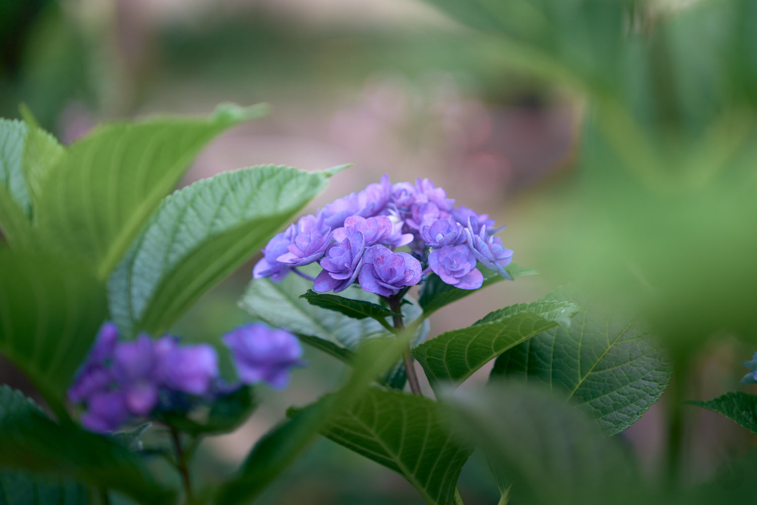 TAMRON 35-100mm F/2.8 Di III VXD 作例