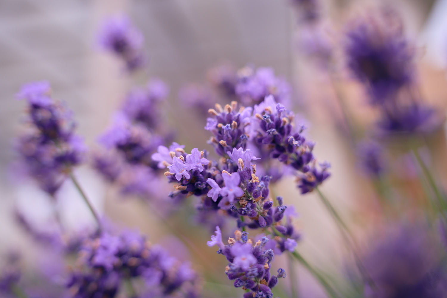 TAMRON 35-100mm F/2.8 Di III VXD 作例