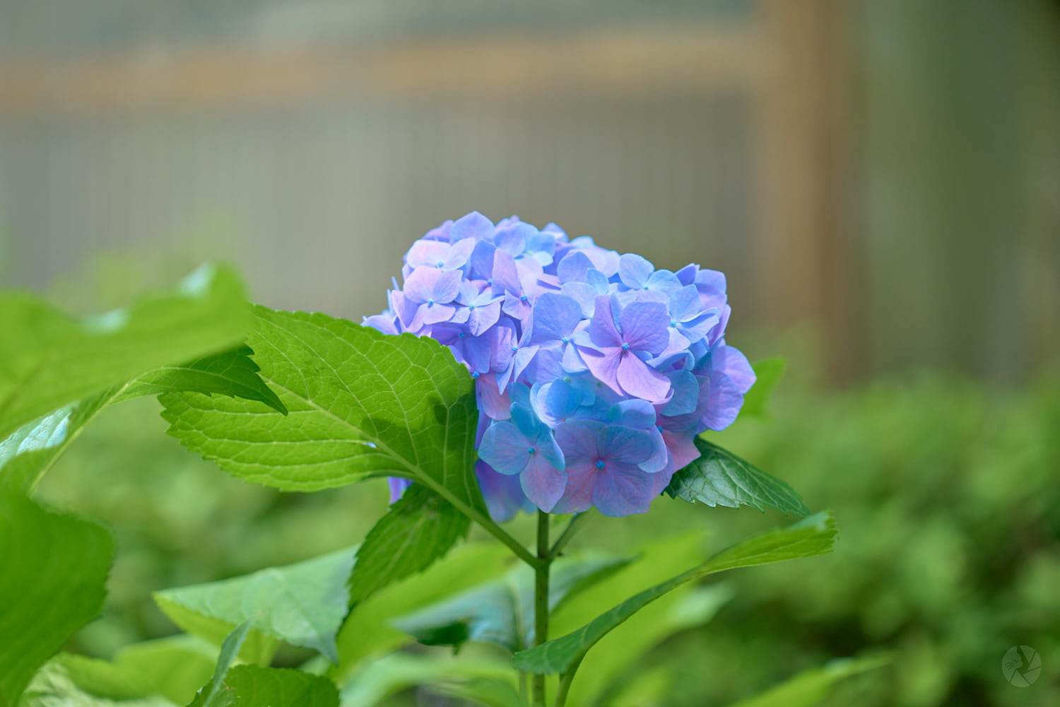 TAMRON 35-100mm F/2.8 Di III VXD 作例