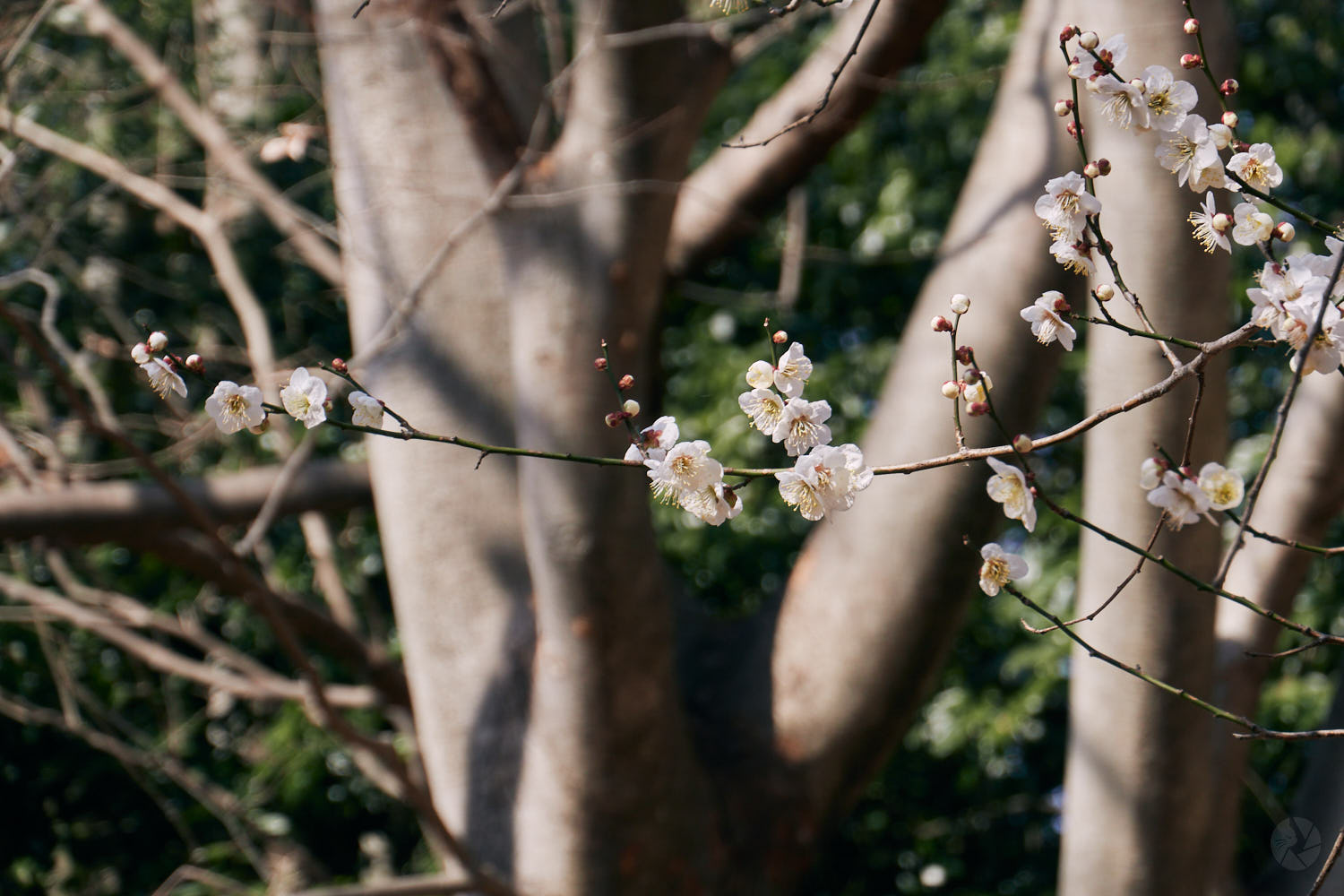 Leica C-LUX 作例