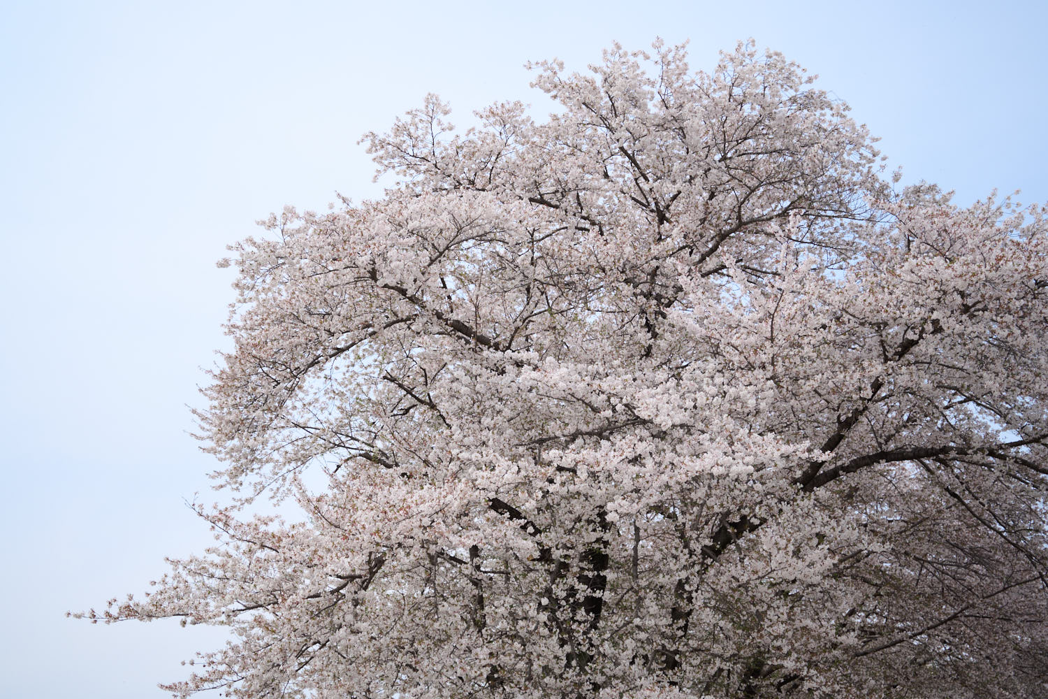 NIKKOR Z 24-50mm f/4-6.3作例