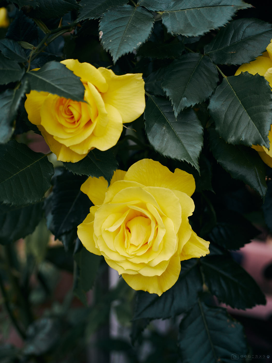 OLYMPUS PEN E-P5 + M.ZUIKO DIGITAL ED 40-150mm F4.0-5.6 Rの作例