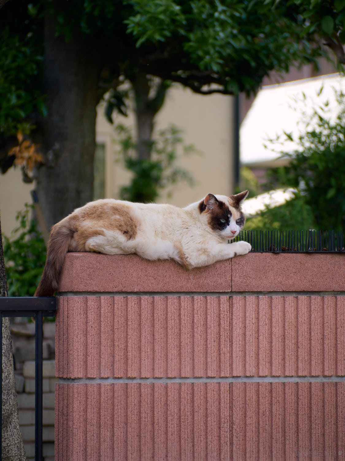 OLYMPUS PEN E-P5 + M.ZUIKO DIGITAL ED 40-150mm F4.0-5.6 Rの作例