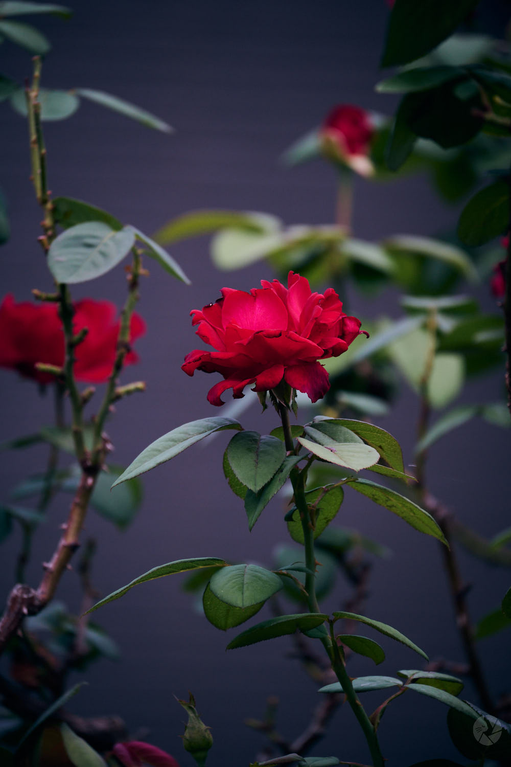 Z fc + NIKKOR Z DX 50-250mm f/4.5-6.3 VR作例