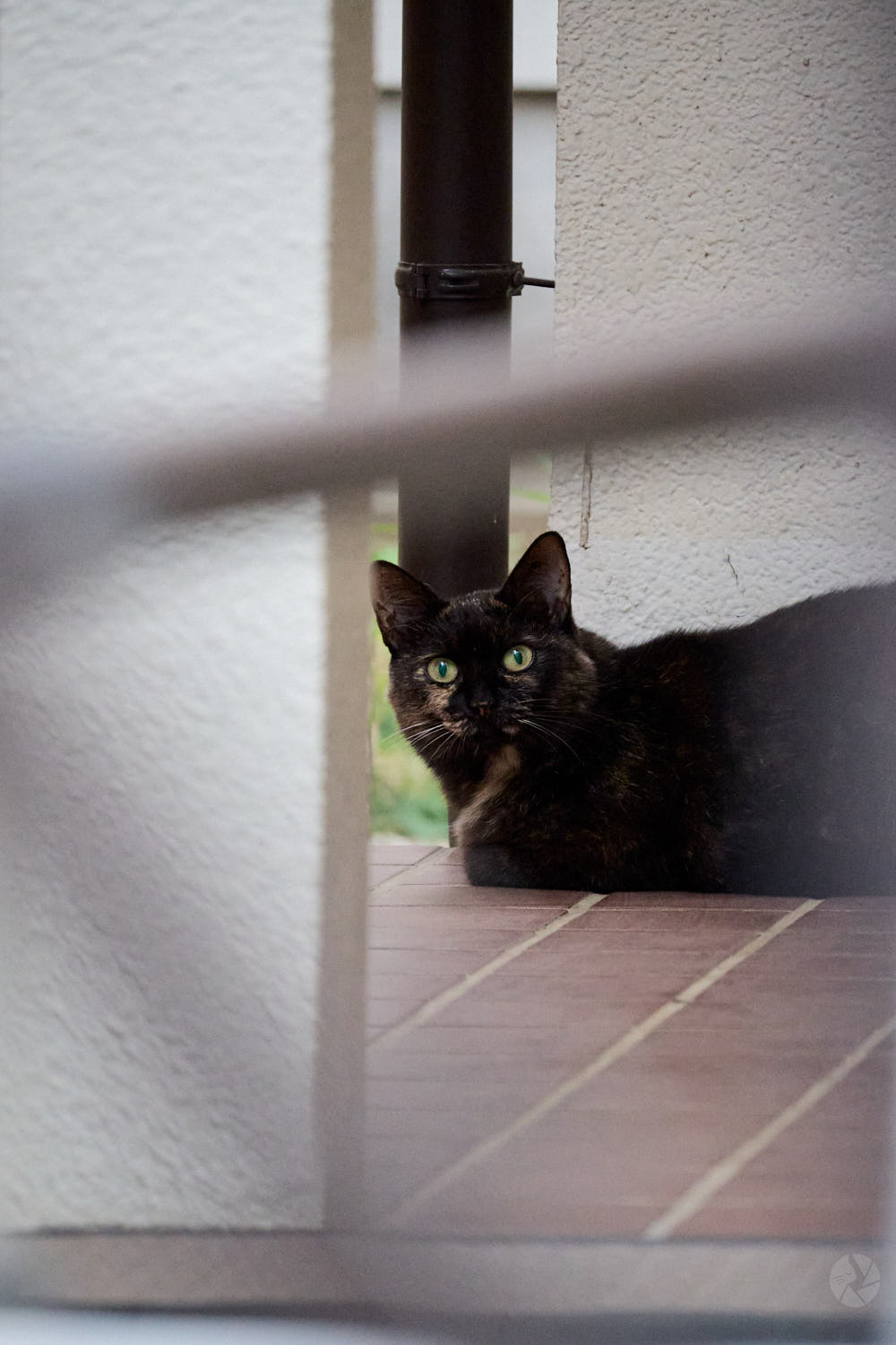Z fc + NIKKOR Z DX 50-250mm f/4.5-6.3 VR作例
