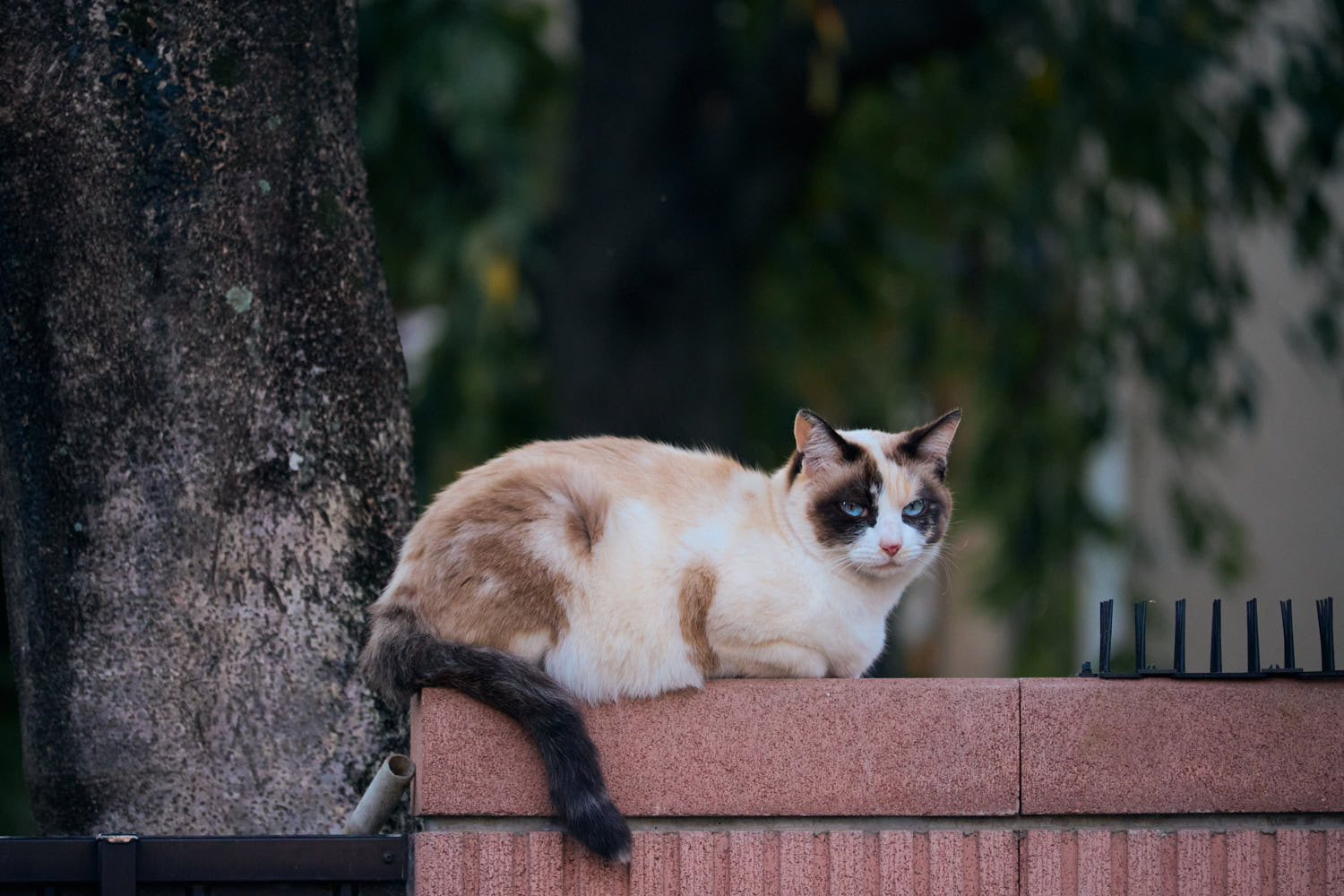 NIKKOR Z DX 50-250mm 作例