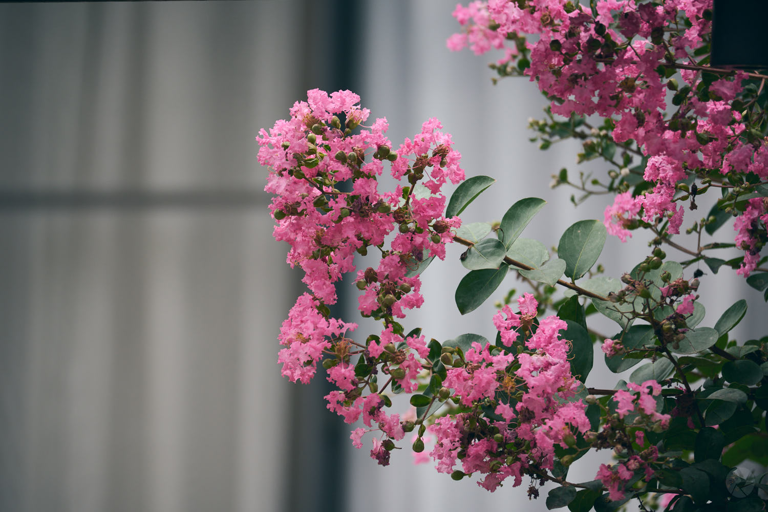 NIKKOR Z DX 50-250mm 作例