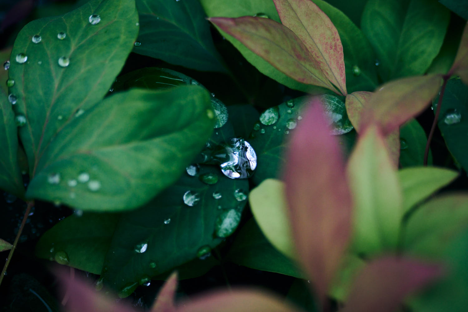 NIKKOR Z DX 50-250mm 作例