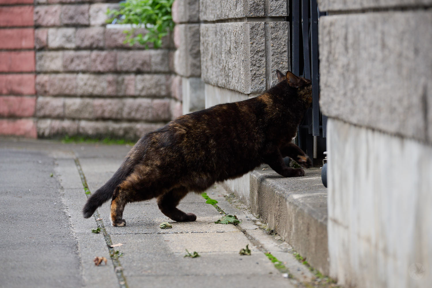 NIKKOR Z DX 50-250mm 作例