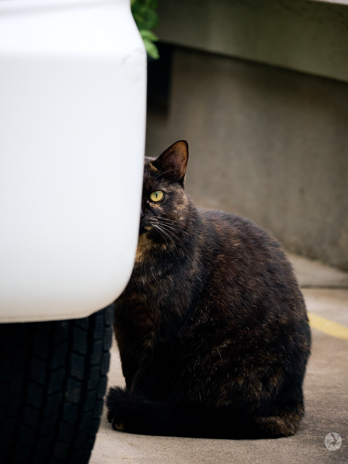 NIKKOR Z DX 50-250mm 作例
